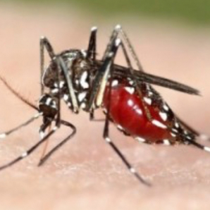 蚊が活発に活動する気温