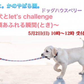愛犬とlet's challenge