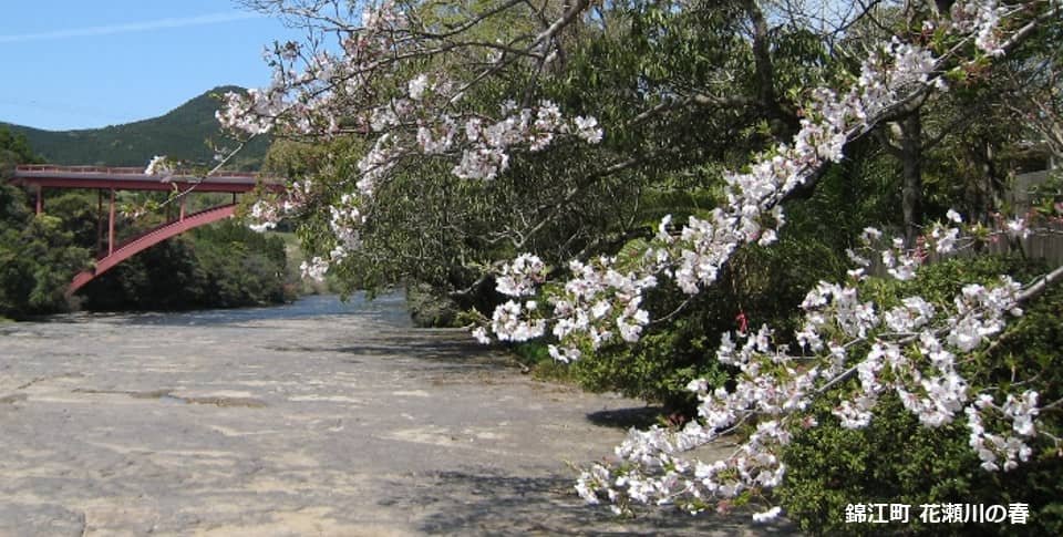 錦江町の桜の名所の一つ、花瀬川