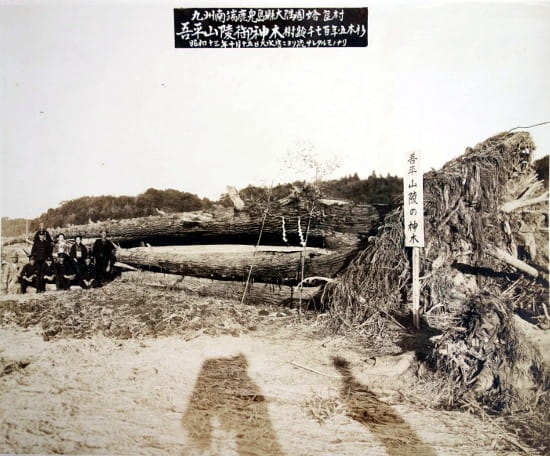 昭和13年の水害で流された、吾平山上陵の御神木
